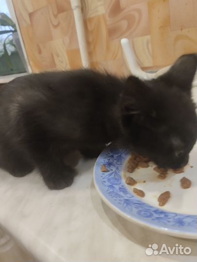 Черный котенок в добрые руки, девочка