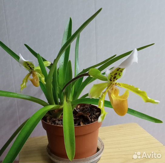 Орхидея Paphiopedilum exul (пафиопедилум беглый)