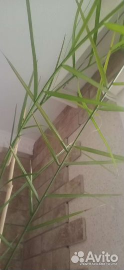 Продам цветы комнатные