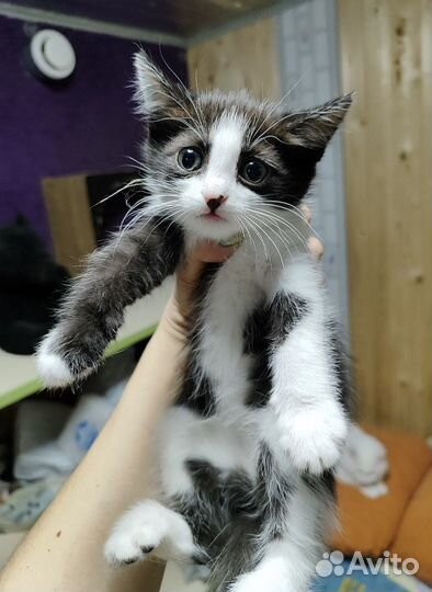 Котёнок девочка