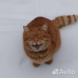 Рыжик в добрые руки