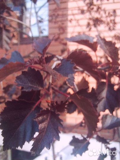 Береза повислая Пурпуреа