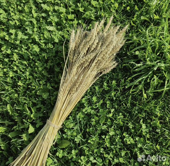 Букет из сухоцветов Пшеница