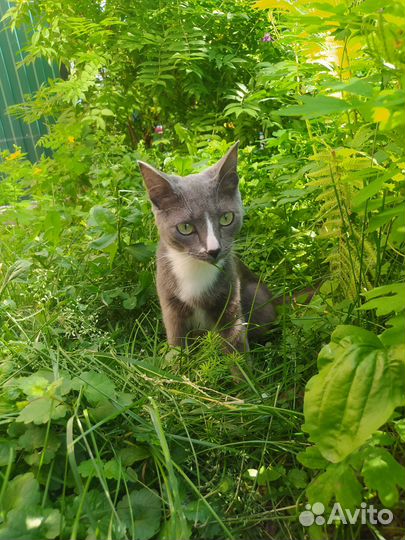 Кошка Роза, серый окрас (как у русской голубой)