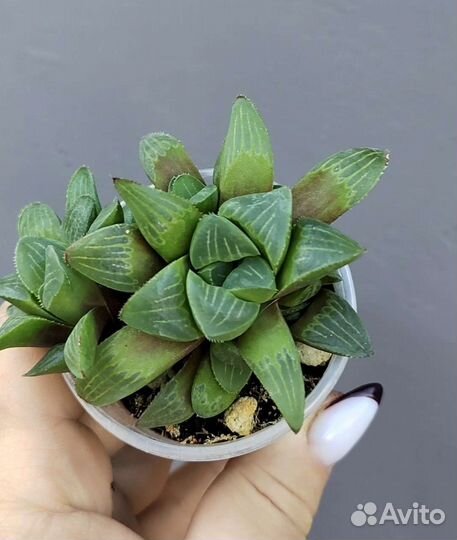 Хавортия mutica