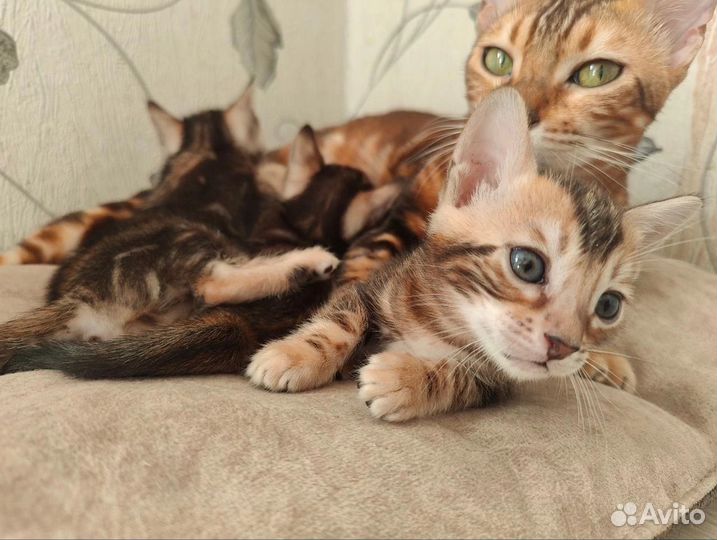 Котята бенгалы