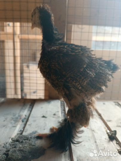 Цыплята брама