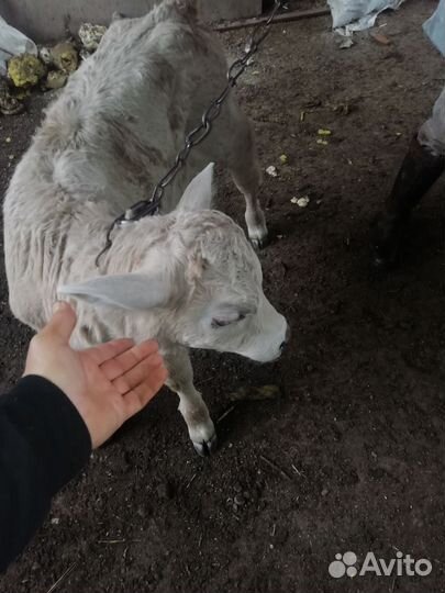 Искусственное осеменения Крс