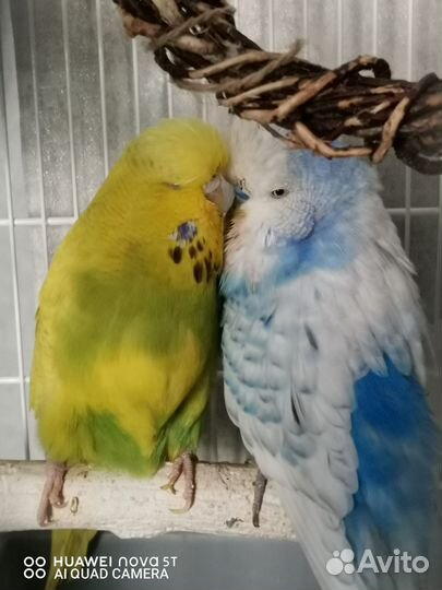 Попугаи ввп чехи