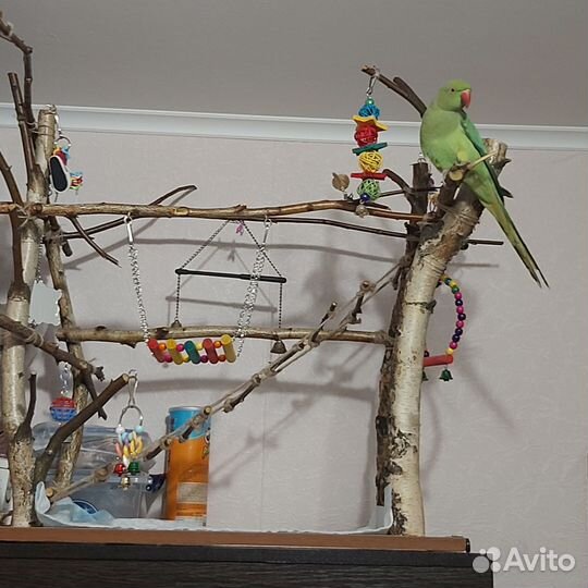 Ручной.Ожереловый попугай