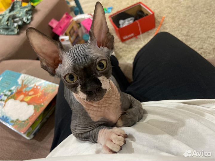Канадский сфинкс котенок