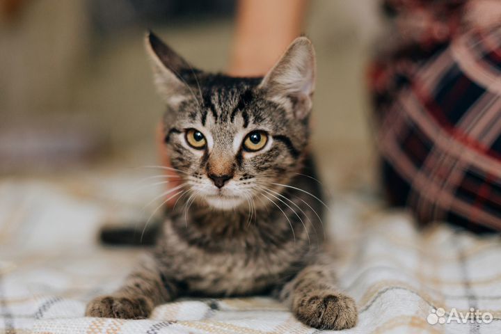 Котенок ищет дом