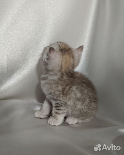 Британский котенок