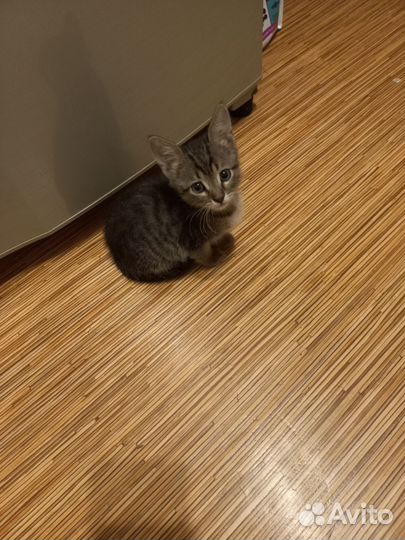 Котик бесплатно