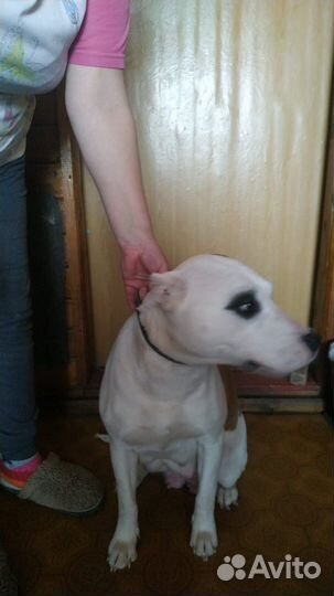 Продажа щенка