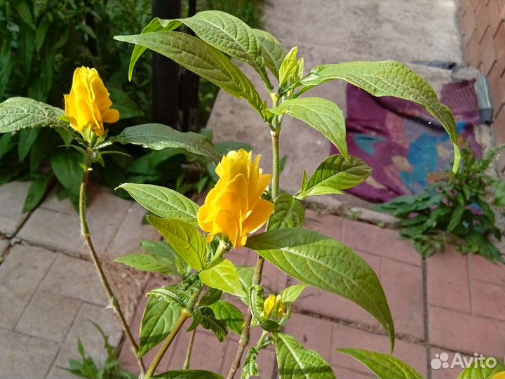 Ростки цветка продаю