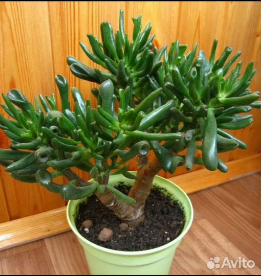 Продам детей крассула денежное дерево суккуленты