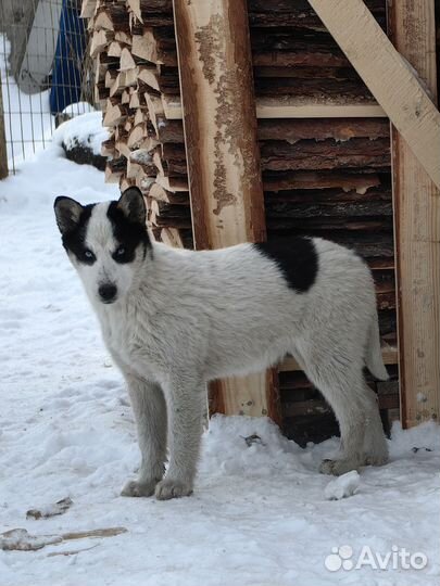 Метисы хаски