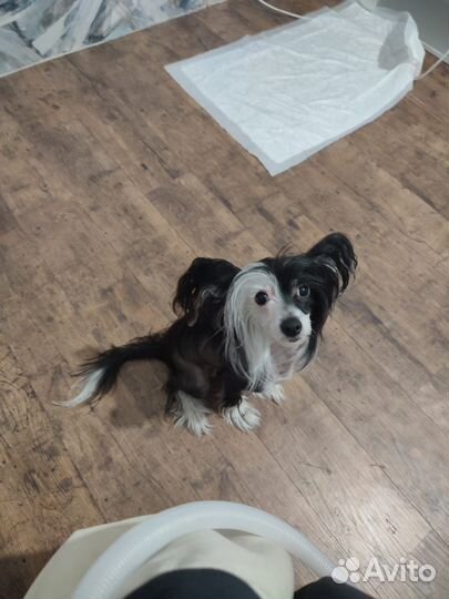 Вязка китайская хохлатая