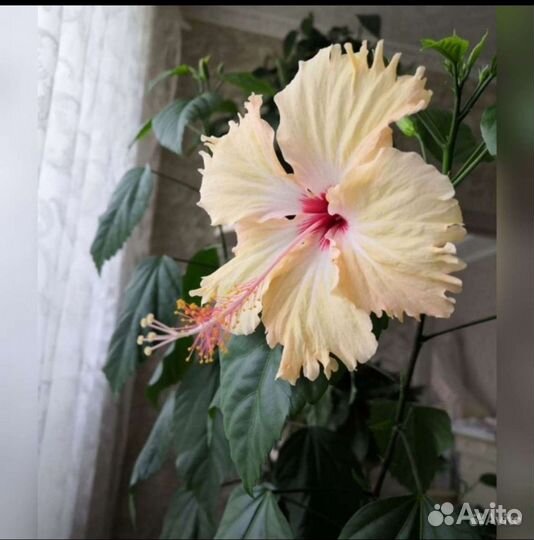 Сортовой гибискус