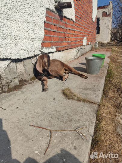 Нубийские козы