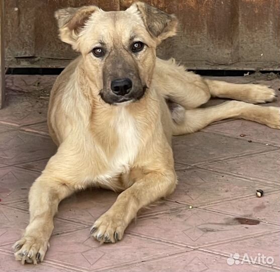 Отдам в хорошие руки