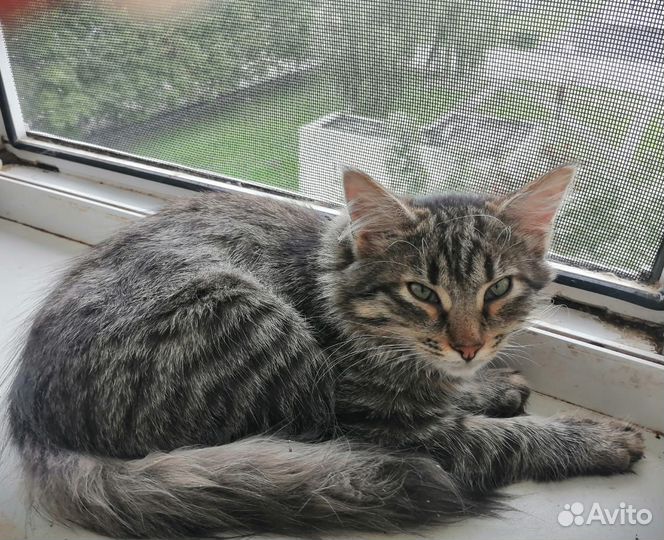 Кузя котенок в добрые руки