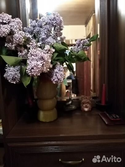 Саженцы сирень махровая голубая