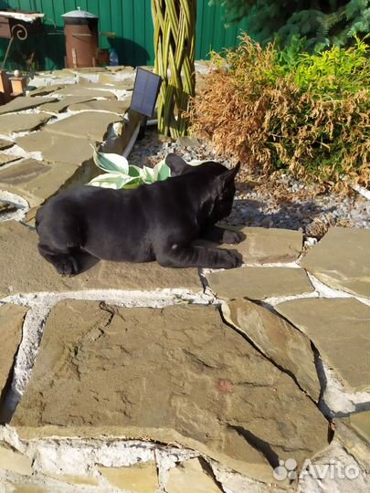 Французский бульдог щенки