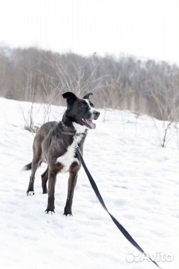 Небольшая молоденькая собачка Руна