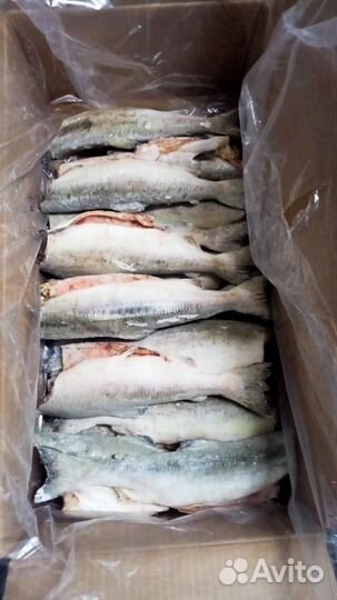 Горбуша дикий лосось