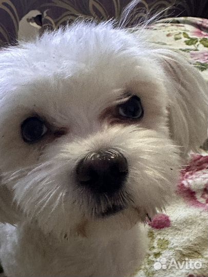 Мальтийская болонка вязка