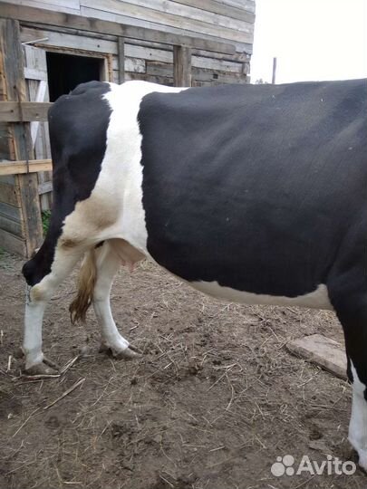Корова дойная