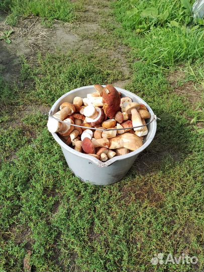 Белые грибы