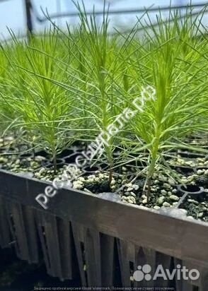 Посадочный материал зкс сеянцы сосна ель окс