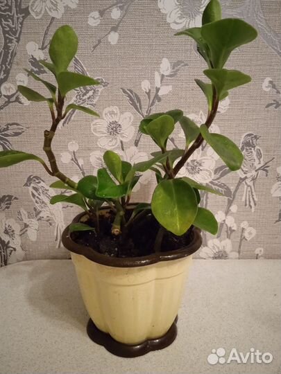 Комнатные цветы