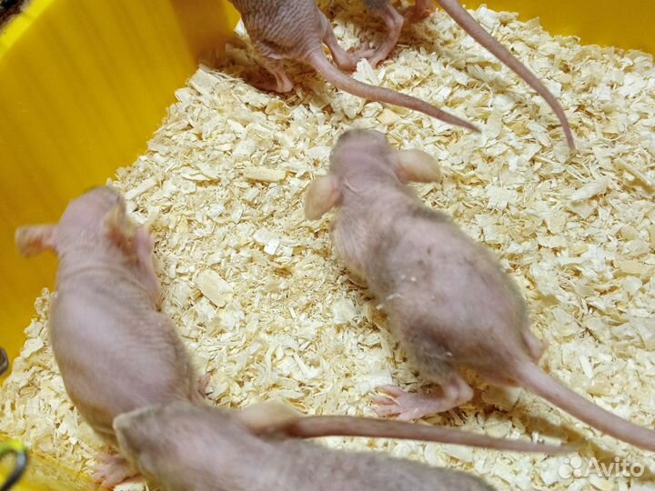 Крыса сфинкс