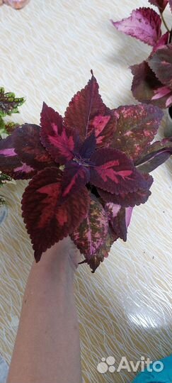 Колеус вегетативный