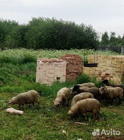 Баранчики молодые на курбан