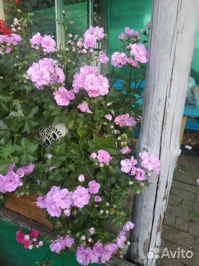 Плющелистная герань