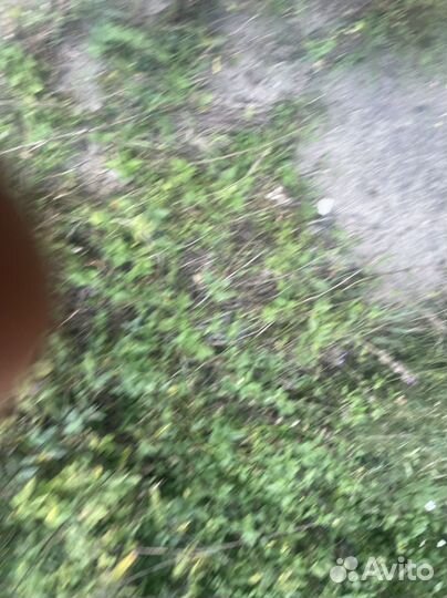 Сальник коленвала solaris rio