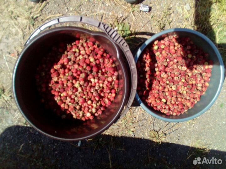 Земляника свежая