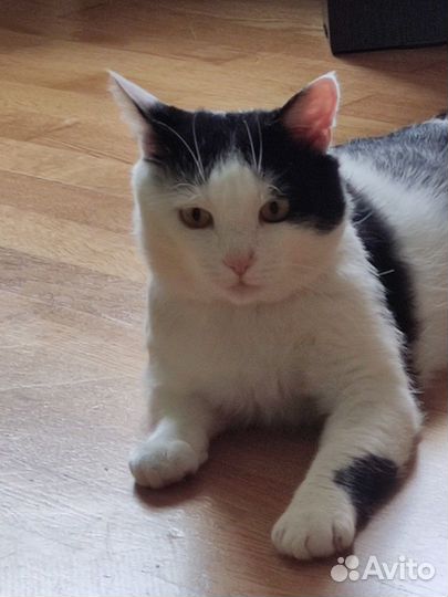 Молодой котик