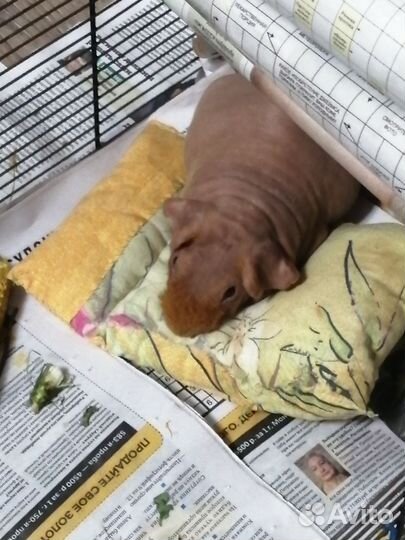 Морская свинка скинни