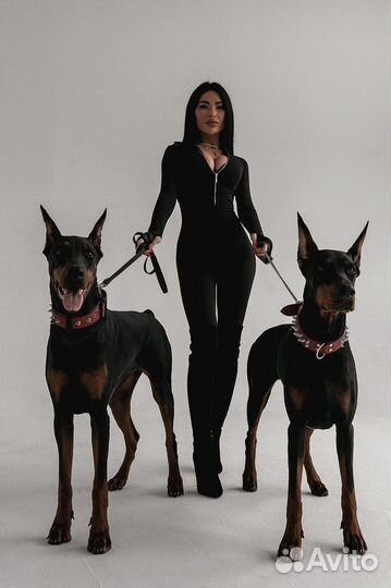 Доберман для фотосессии