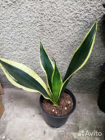 Сансевьерии