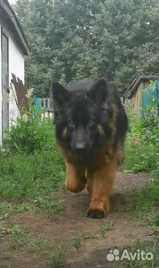 Щенки немецкой длинношерстной овчарки