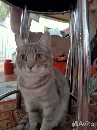 Котенок