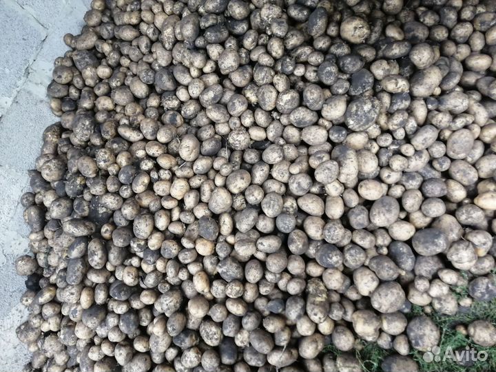 Картофель деревенский