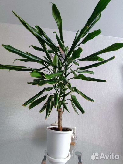 Драцена Голден кост